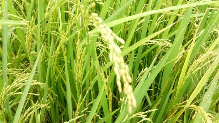 Tales of an NSS teacher: A Date at the rice farms