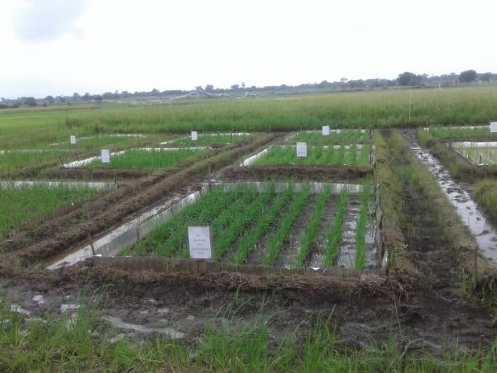 Tales of an NSS teacher: A Date at the rice farms