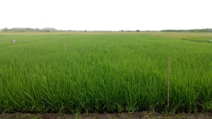 Tales of an NSS teacher: A Date at the rice farms